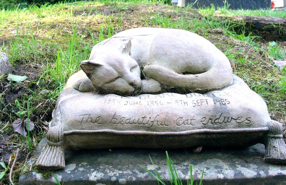 איך לקבור חתול: מה החוק אומר