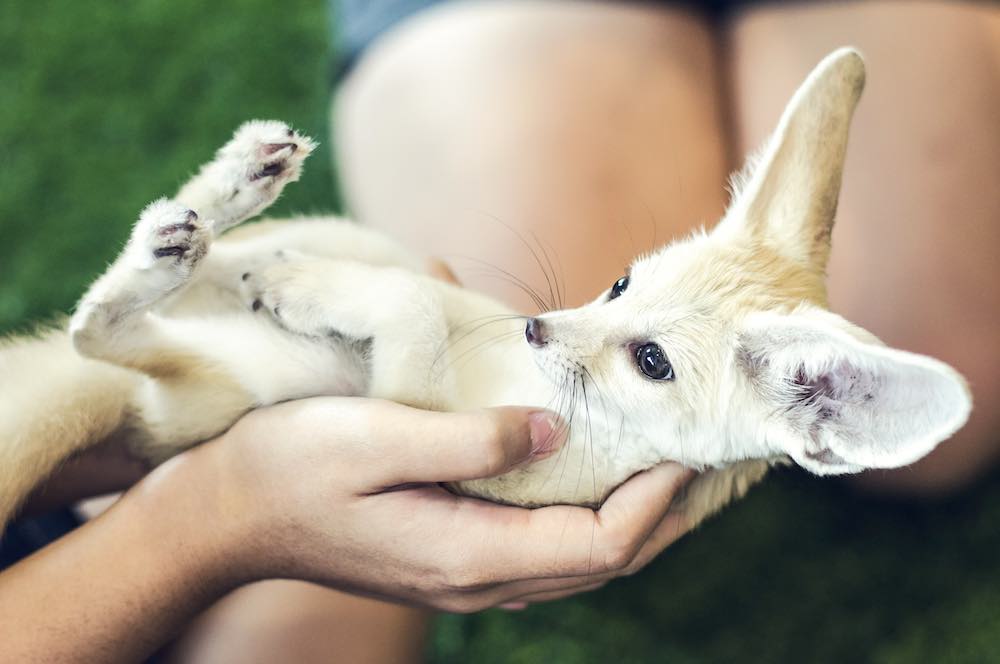 טיפול בעוף החול