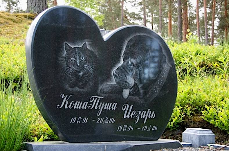 טיפים וטריקים לקבורת חתול