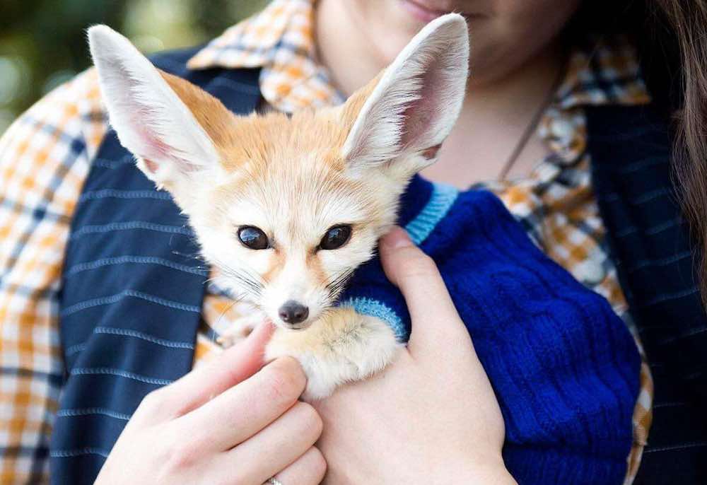 גידול עוף החול