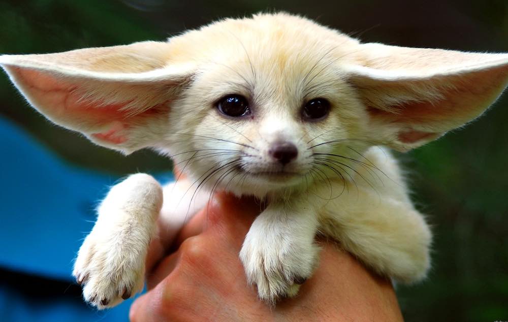 מחלות שועל פנק