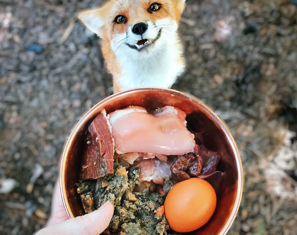 מה להאכיל עוף חול