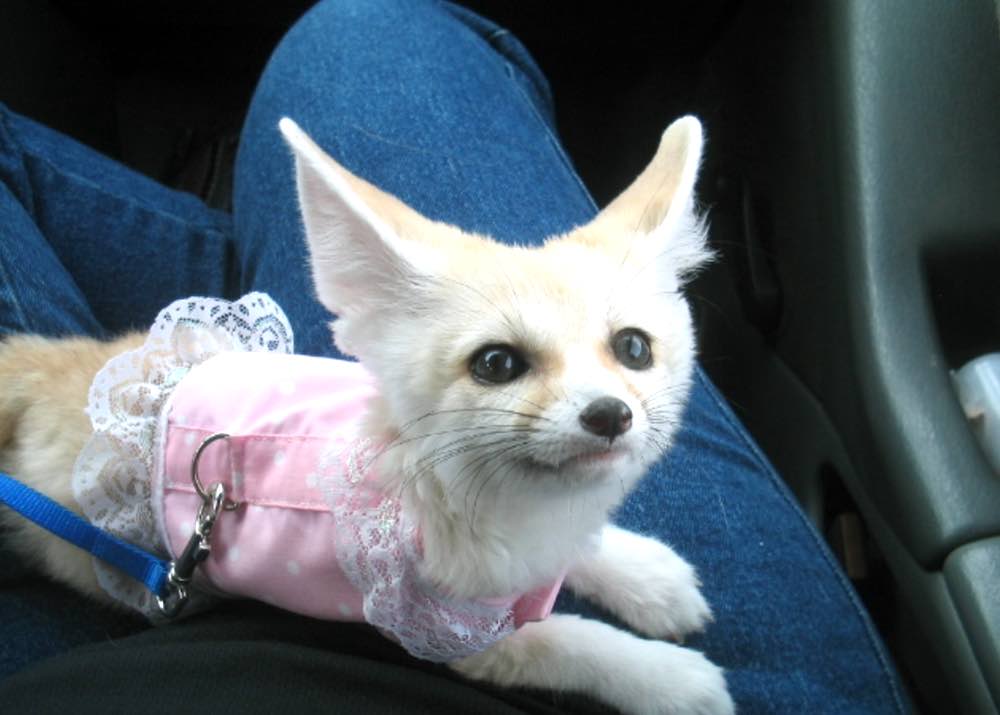 כמה זמן חי שועל פנק?