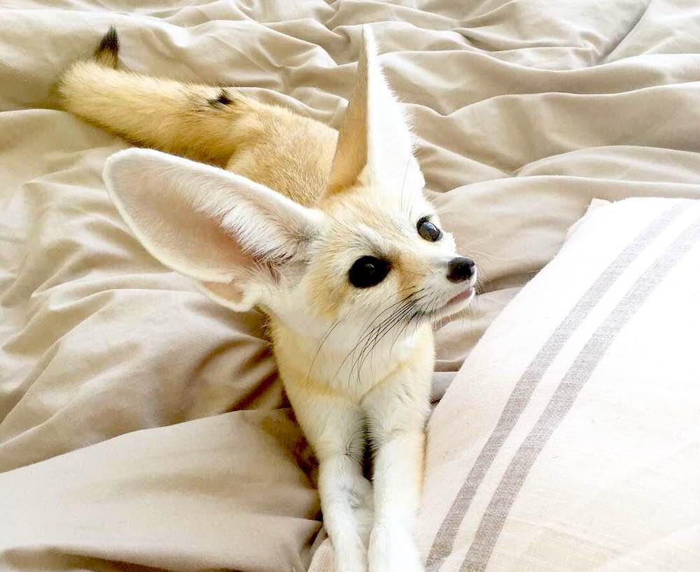 כמה זמן חי שועל פנק?