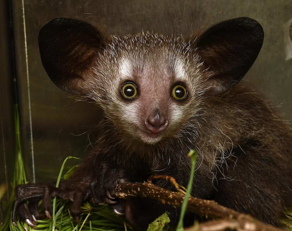 איי-איי - על להשאיר את זה בבית