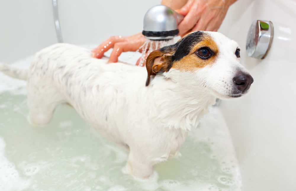 איך לרחוץ כלב כמו שצריך