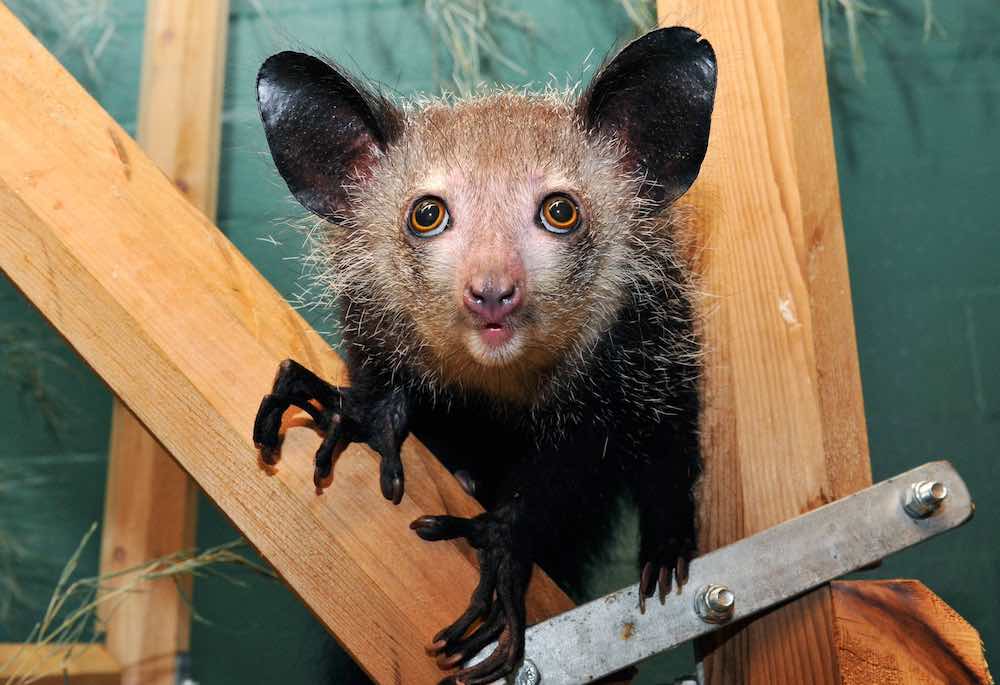 תכונות וסוגים של ידיים-רגליים