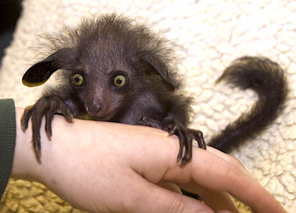 מדגסקר איי-איי בבית