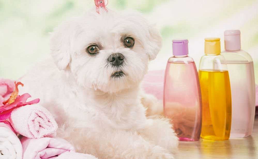 אילו מוצרים ניתן להשתמש בעת רחצה של כלב?