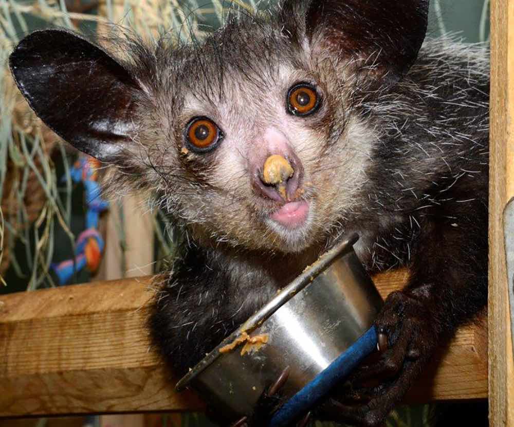 מה אוכל איי-איי?