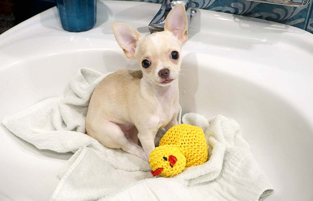 כמה פעמים בחודש כדאי לרחוץ כלב?