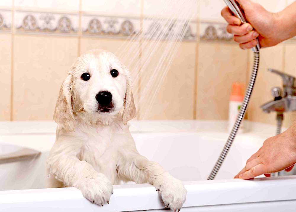 טיפים וטריקים לרחצת כלב