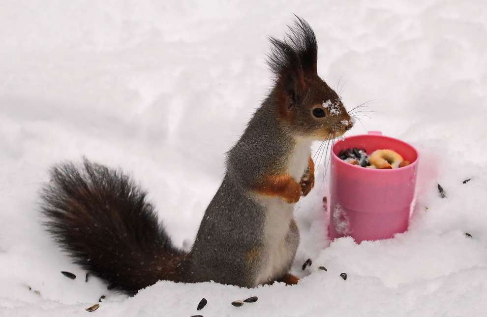 מה להאכיל סנאי
