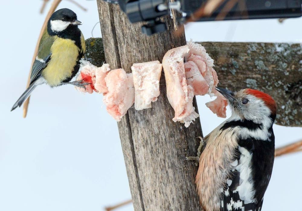 האכלת נקרים