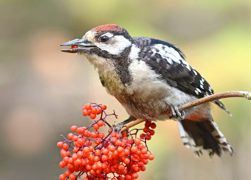 מה אסור להאכיל נקר