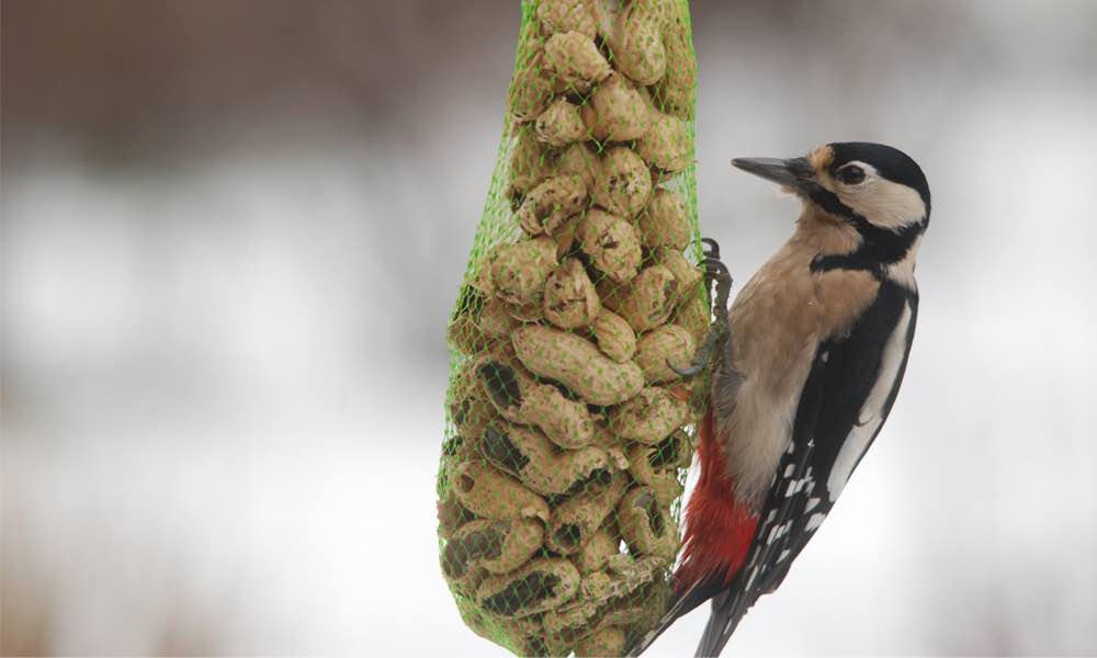 איך להאכיל נקר בחורף