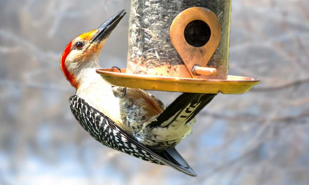 חטיפי נקר - טיפים וטריקים