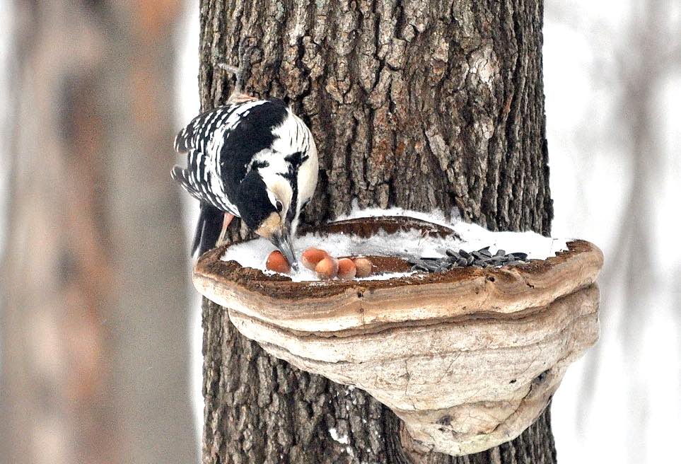 חטיפים לנקרים
