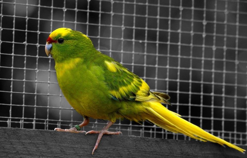 Kakariki - שמירה על תוכים ניו זילנדים