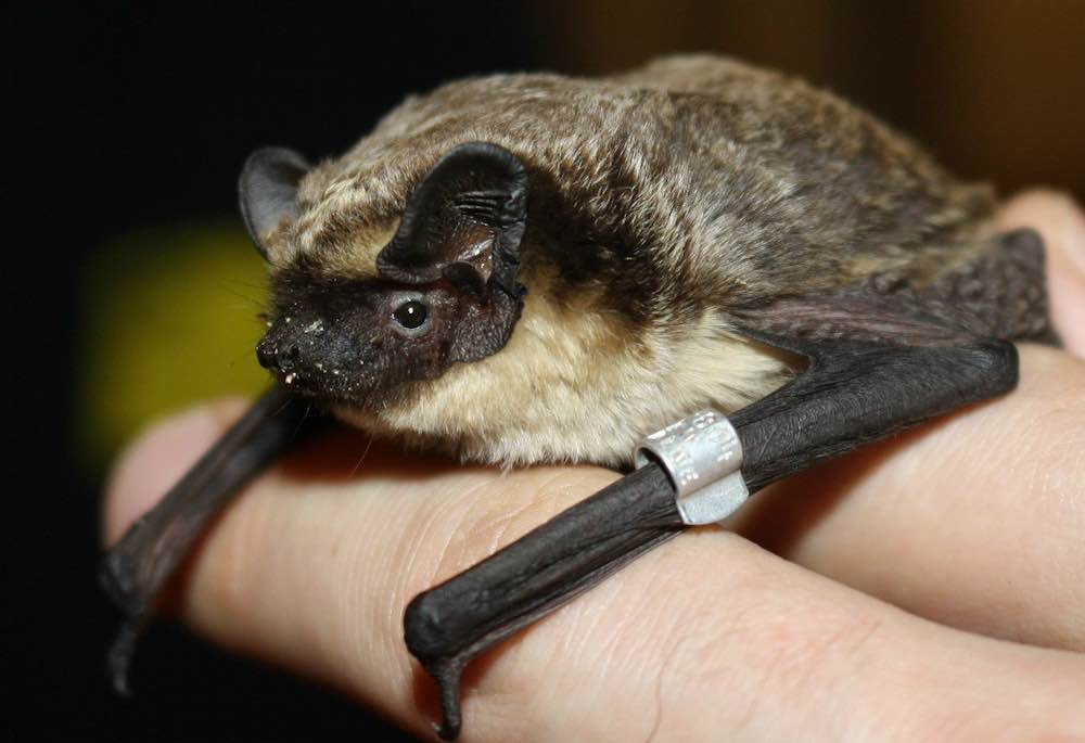 עטלף - טיפול ותחזוקה