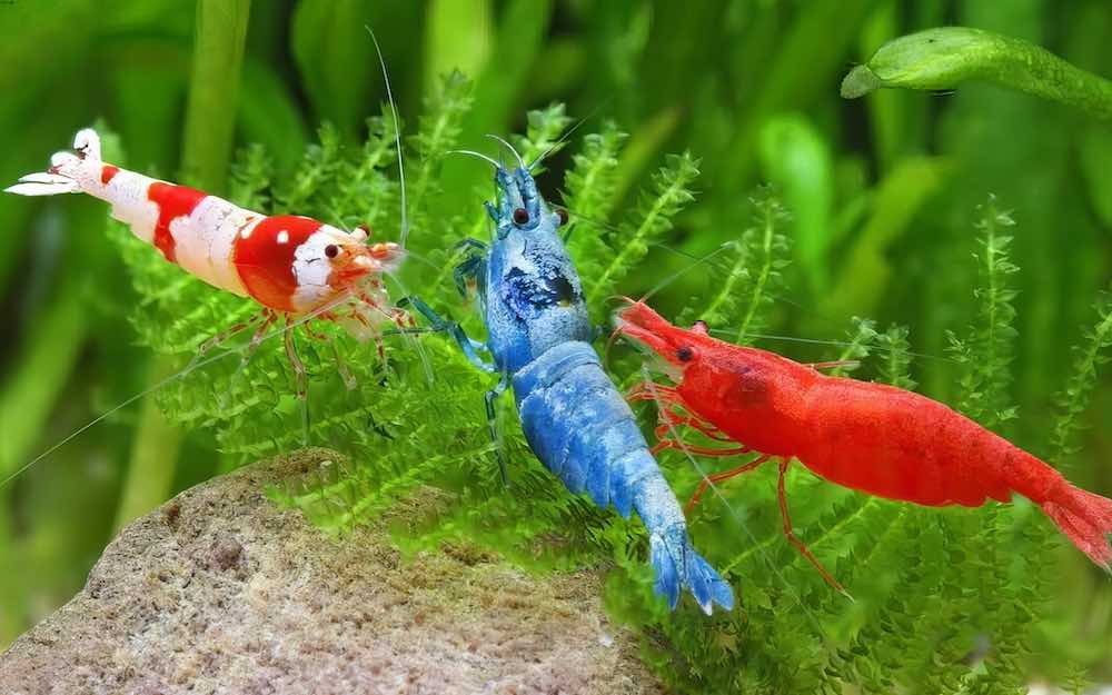 שרימפס באקווריום