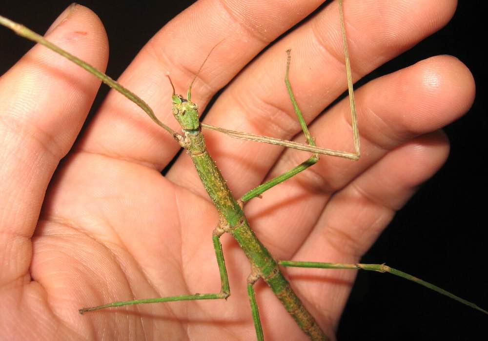 חרקי מקל - טיפול ותחזוקה