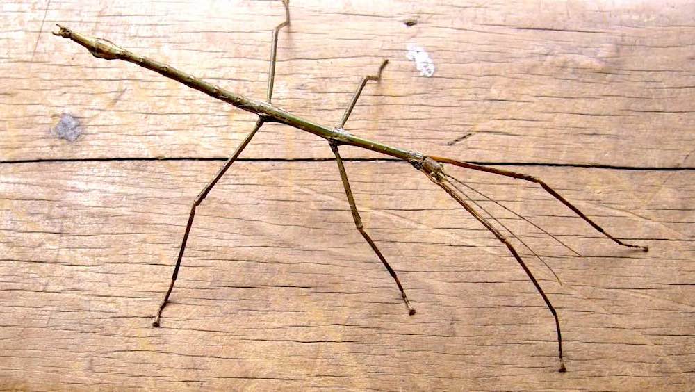 מאפייני חרקי מקל