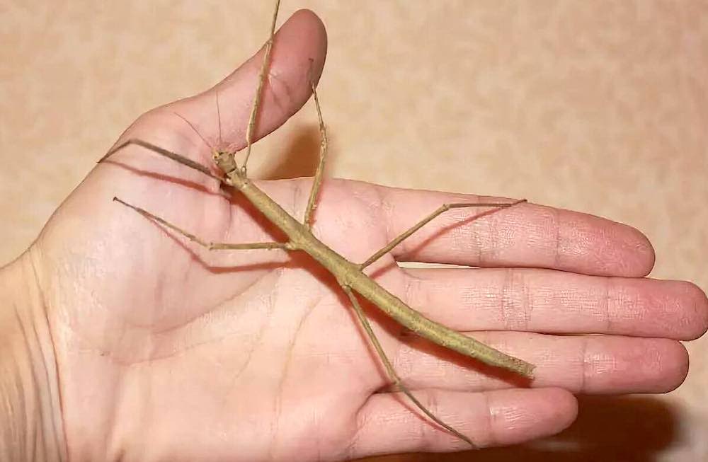 חרקי מקל - תכונות טיפול