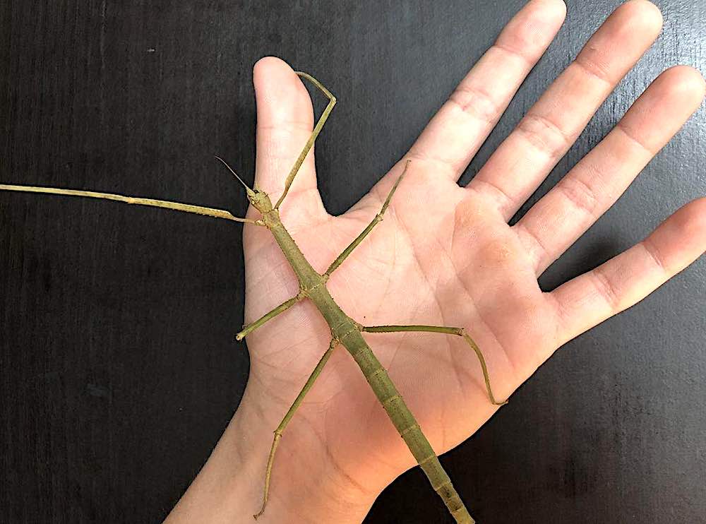 מחלות של חרק המקל האנמיט