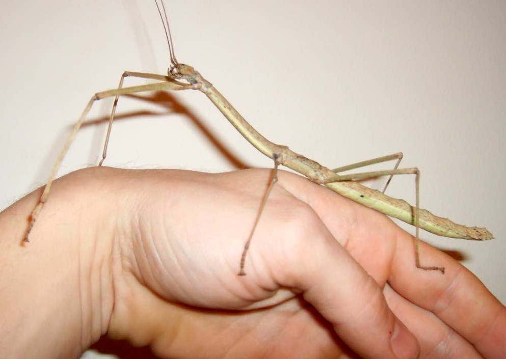 טיפים וטריקים - חרקי מקל