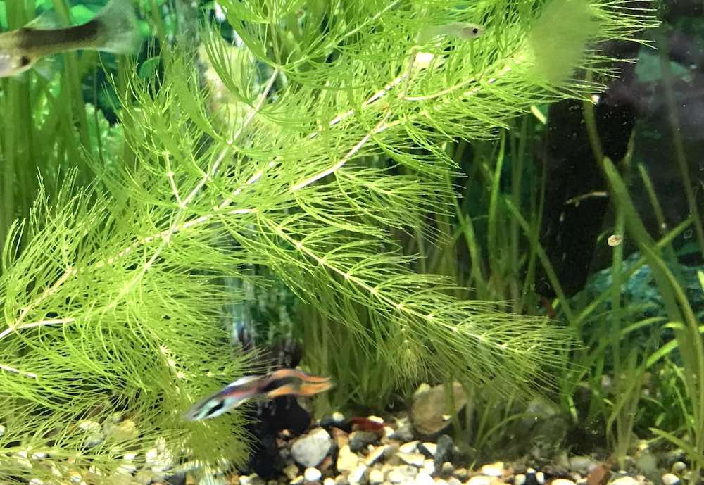 קרן באקווריום