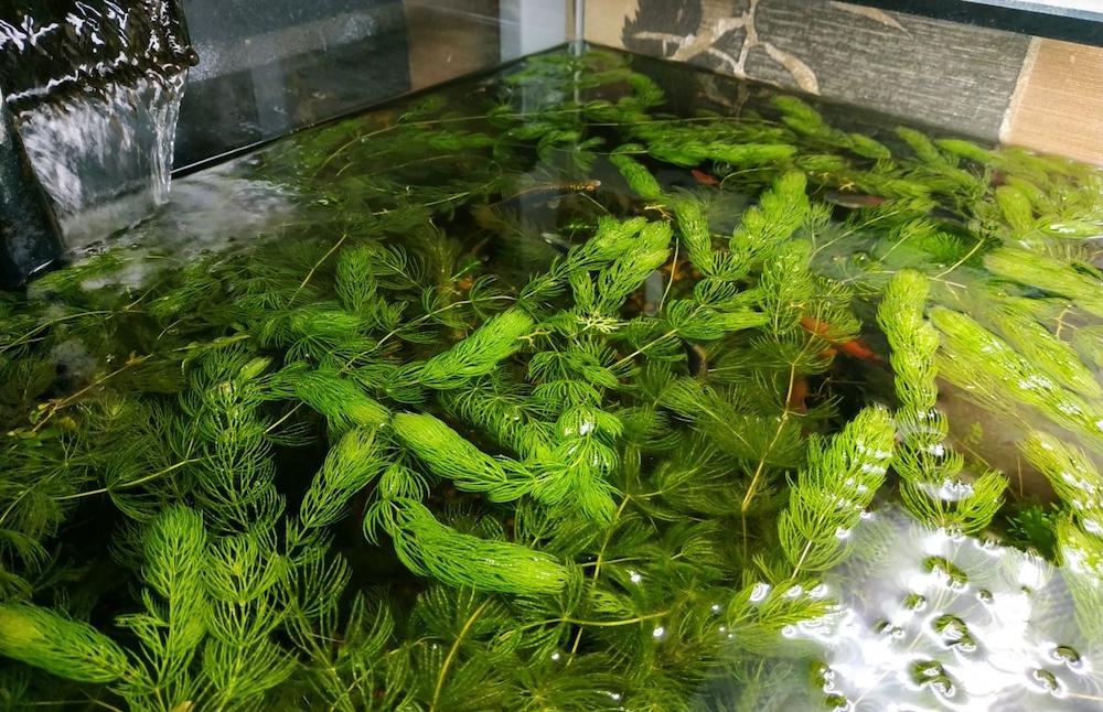 תכונות של שמירה על קרן הורן באקווריום