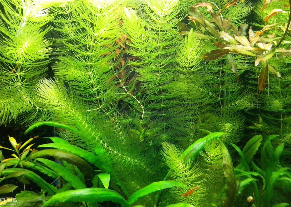 אילו סוגי הורנוורט הכי טובים לגידול?