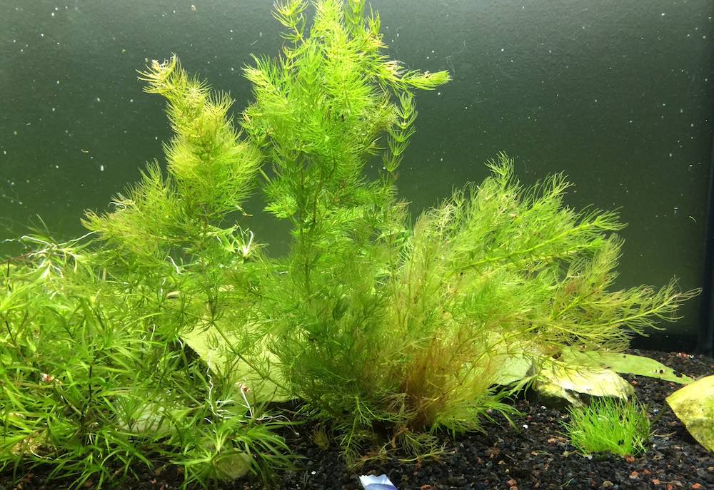 לאילו סוגי אקווריומים מתאים Ceratophyllum?