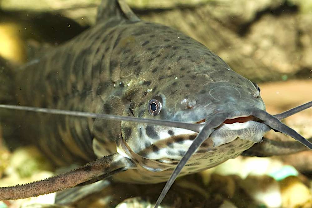 שפמנון טרקטום - תכונות תחזוקה