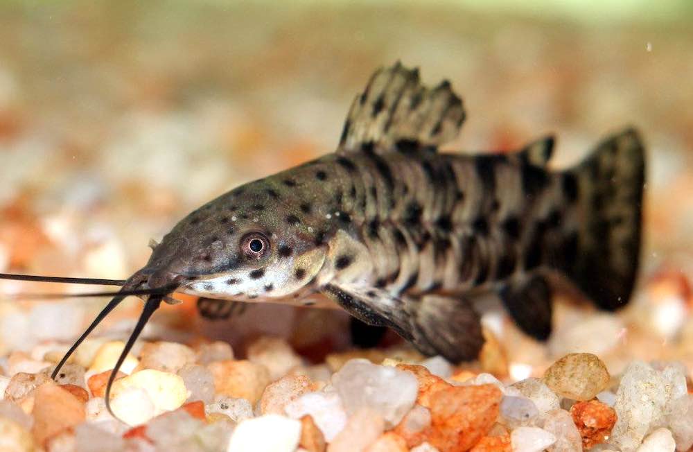 תכונות של שמירה על שפמנון הטארקטום