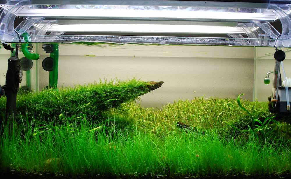 דרישות אור ומים