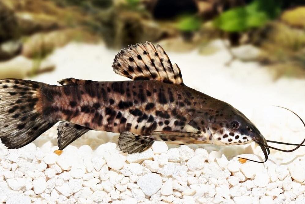 מה להאכיל את שפמנון הטארקטום