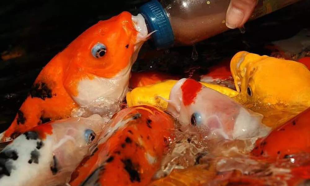 מה להאכיל דגי קוי