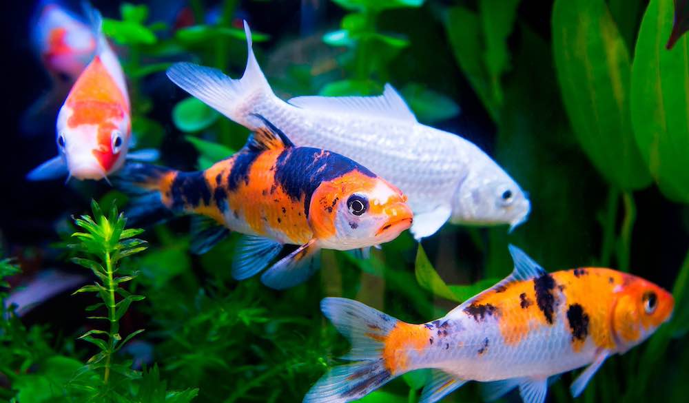 עם אילו דגים אפשר לגדל קוי?