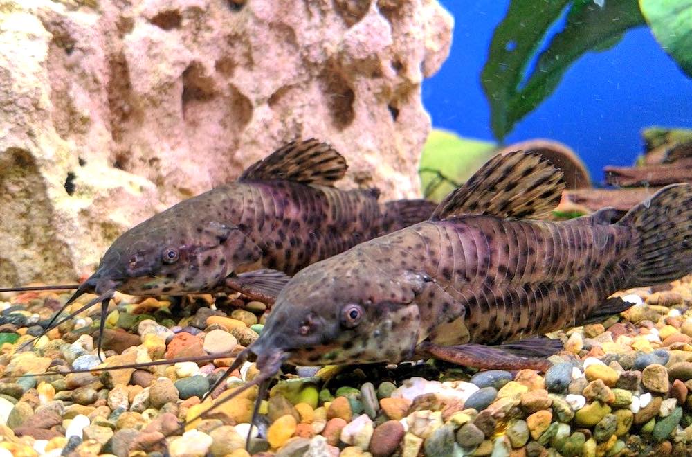 טיפים וטריקים לגידול שפמנון הטארקטום