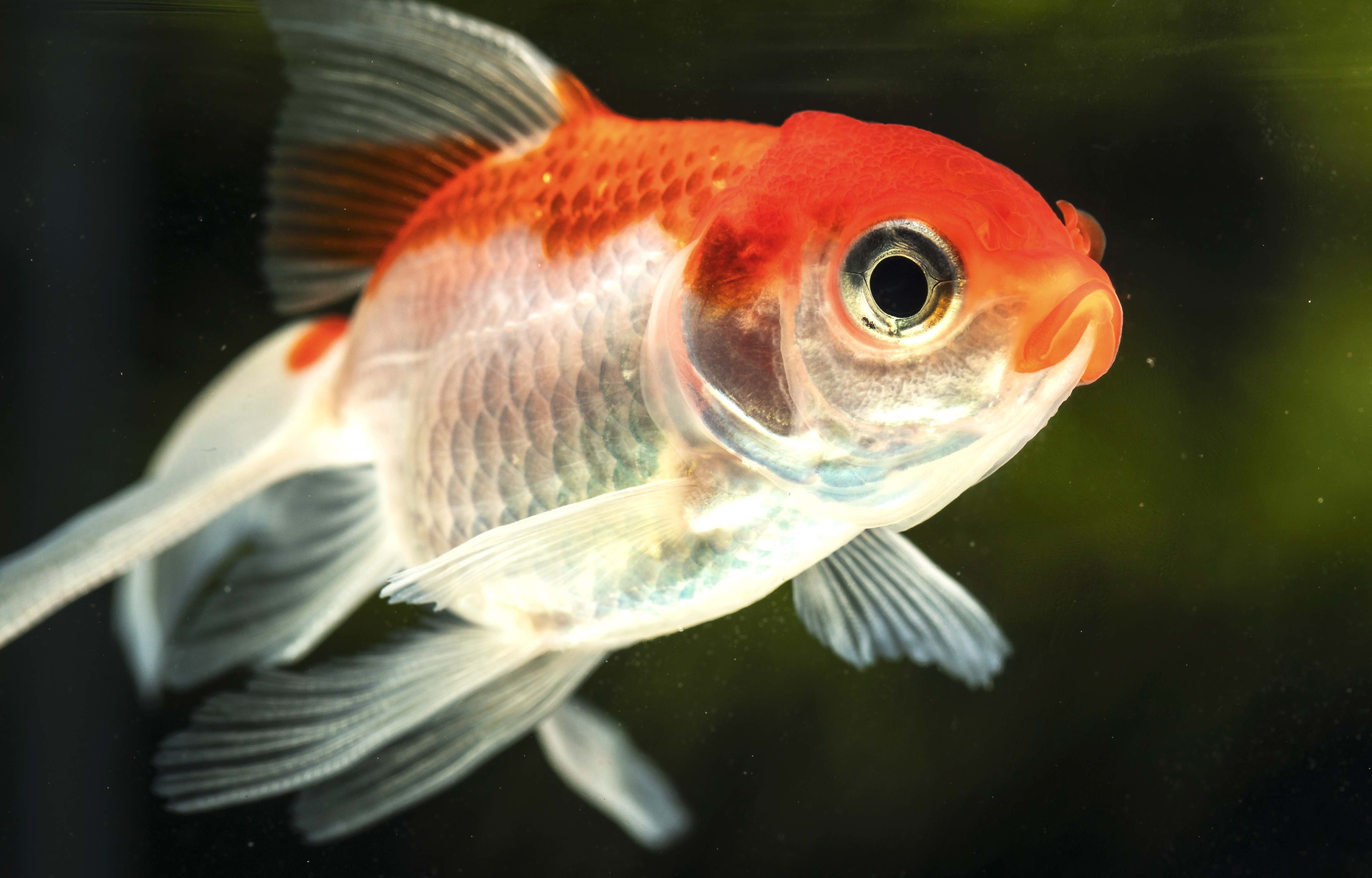 קוי הם דגים מדהימים.