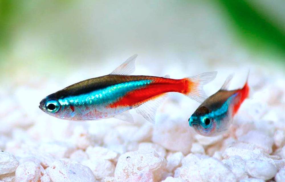 גידול דגי ניאון באקווריום