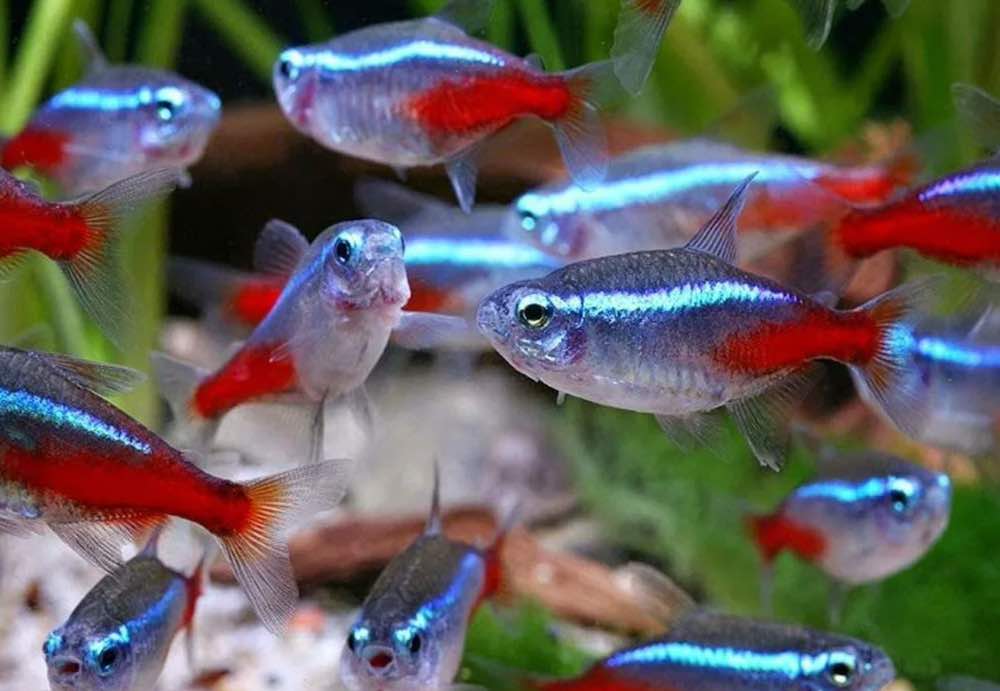 מוזרויות של גידול דגי ניאון