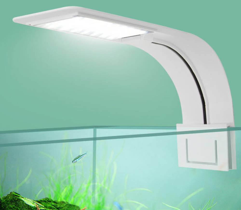 דרישות אור ומים