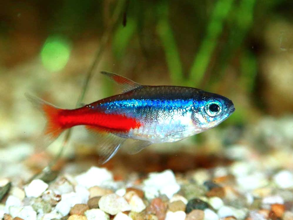 טיפים וטריקים לדגי ניאון