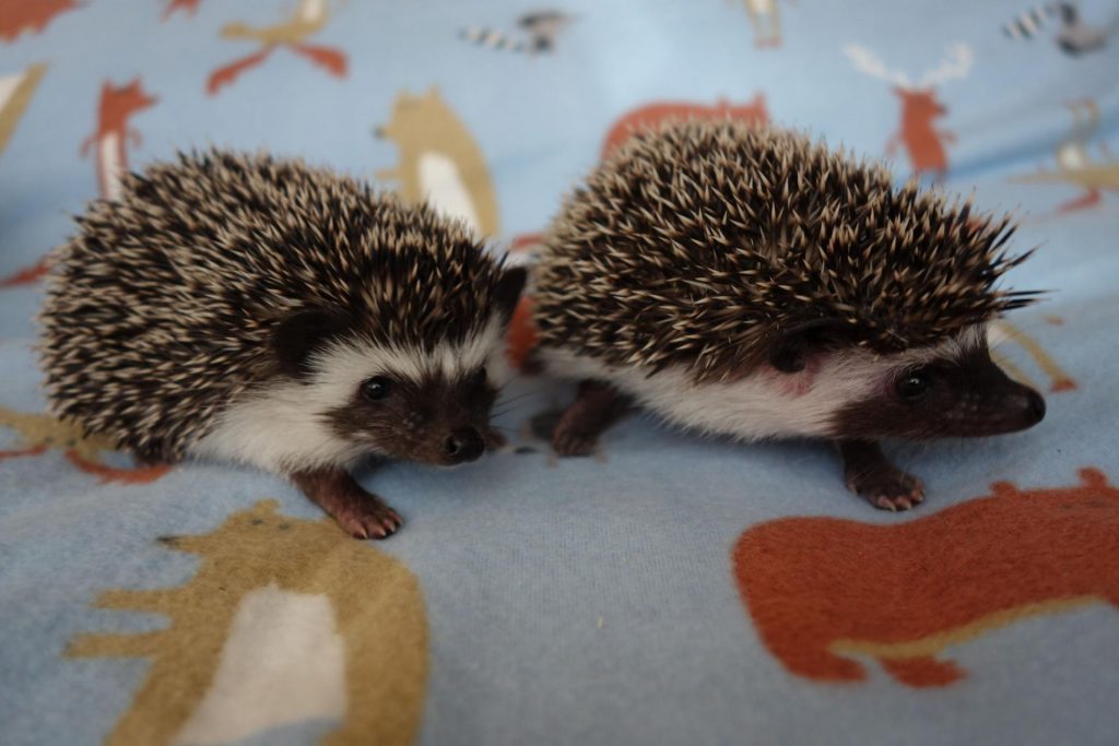 קיפודי פיגמי אפריקאים