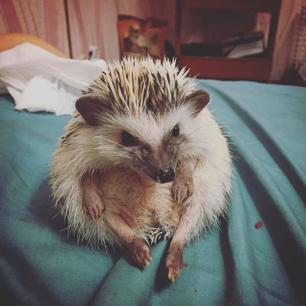 קיפוד פיגמי אפריקאי