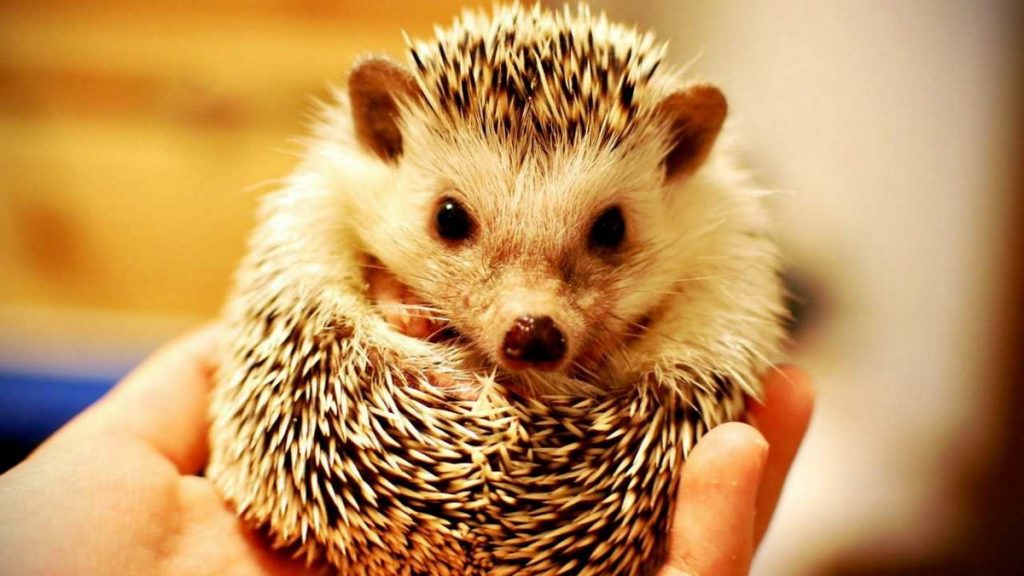 קיפוד פיגמי אפריקאי