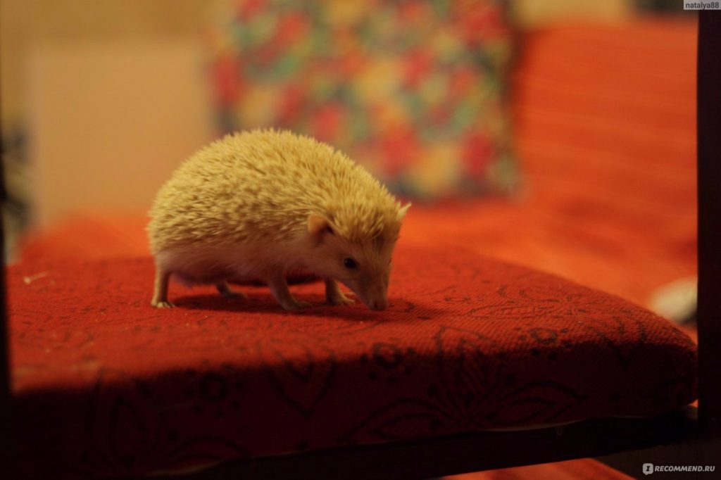 קיפוד פיגמי אפריקאי